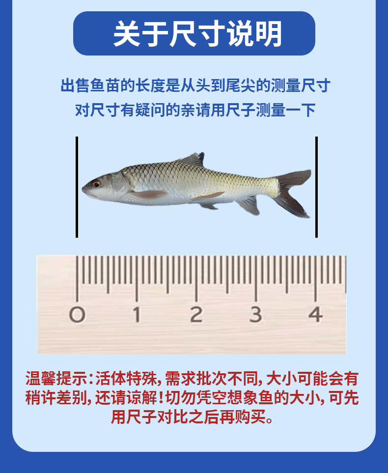 鲮鱼乌子各种规格产地直供