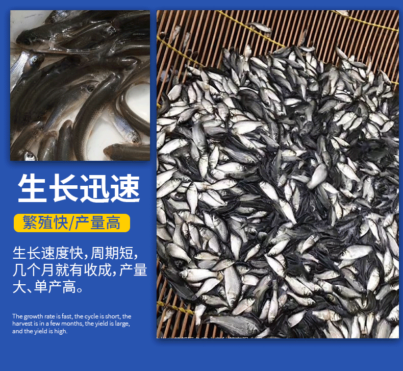 鲮鱼乌子各种规格产地直供