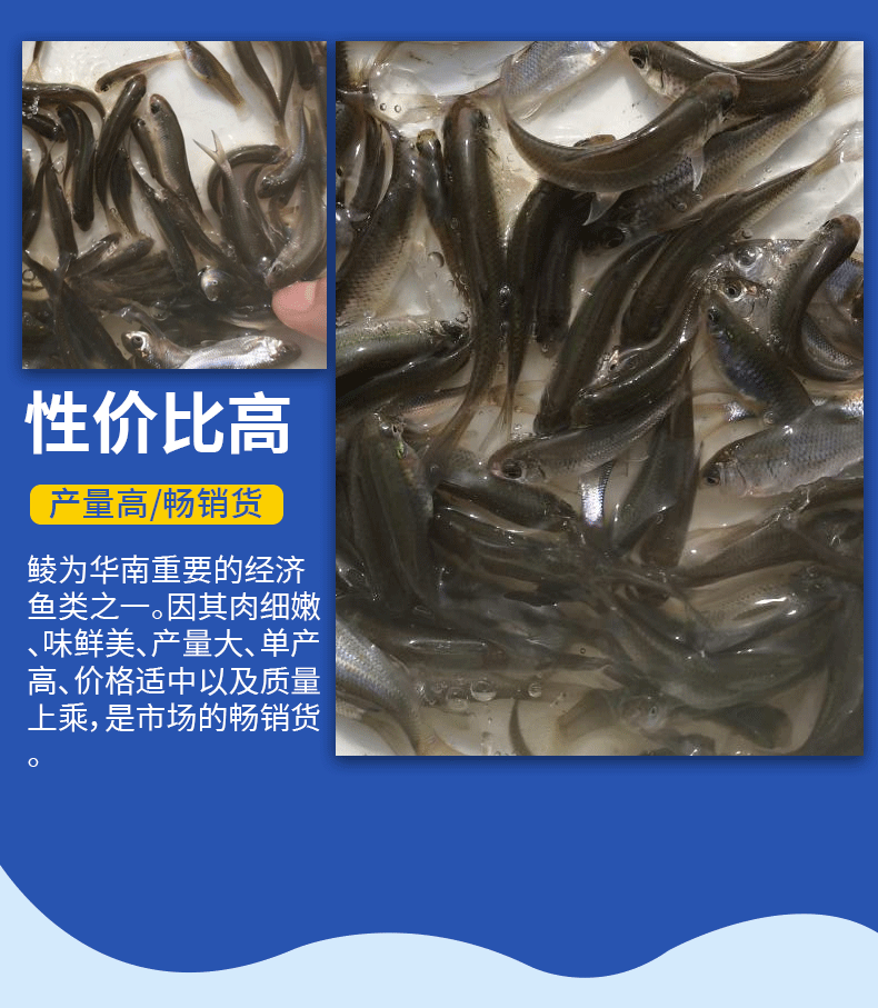 鲮鱼乌子各种规格产地直供