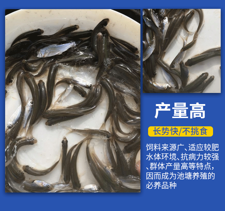 鲮鱼乌子各种规格产地直供