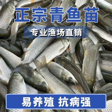 青鱼大规格产地直供提供技术指导