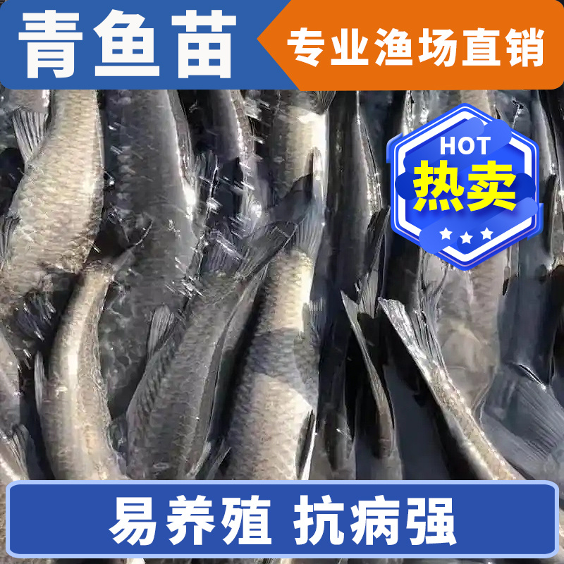 青鱼大规格产地直供提供技术指导