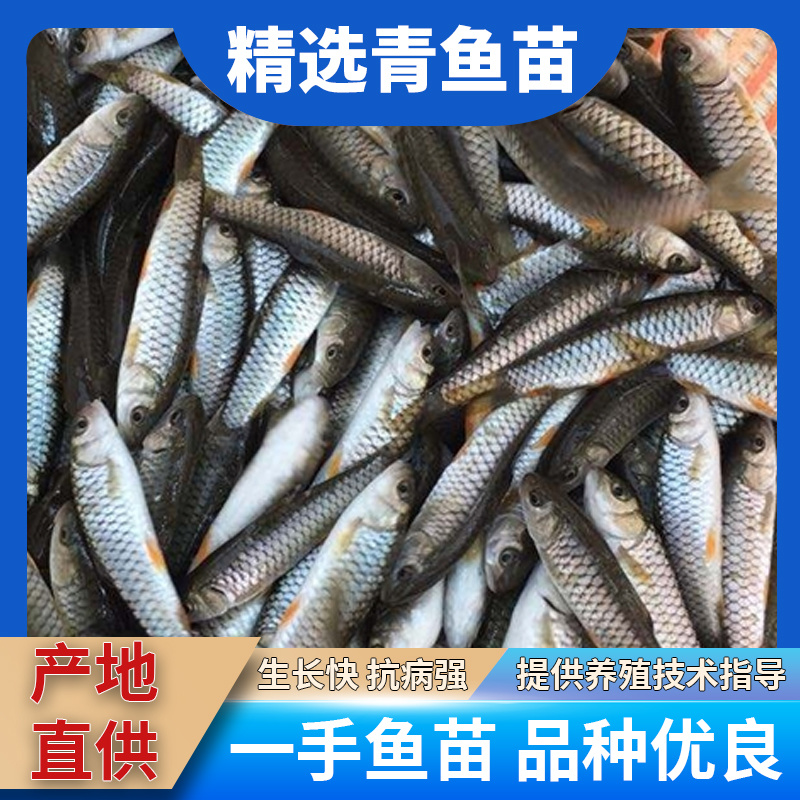青鱼大规格产地直供提供技术指导