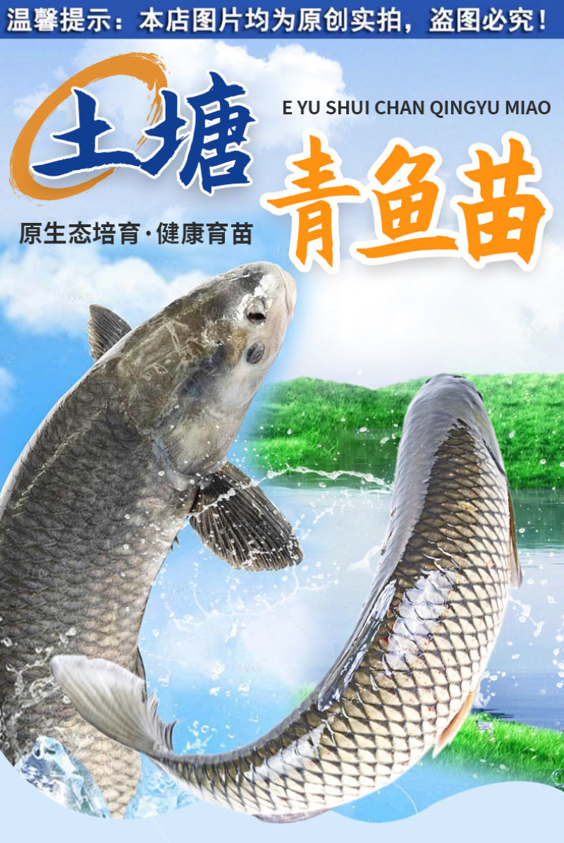 青鱼大规格产地直供提供技术指导