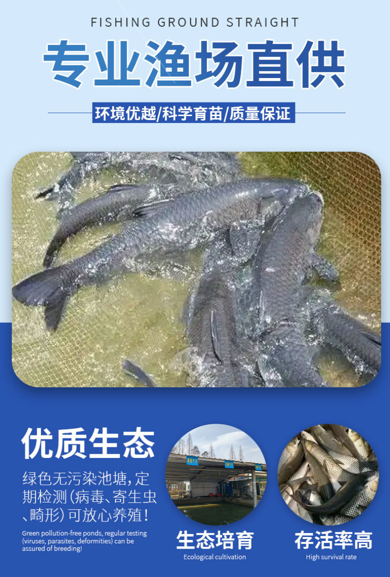 青鱼大规格产地直供提供技术指导