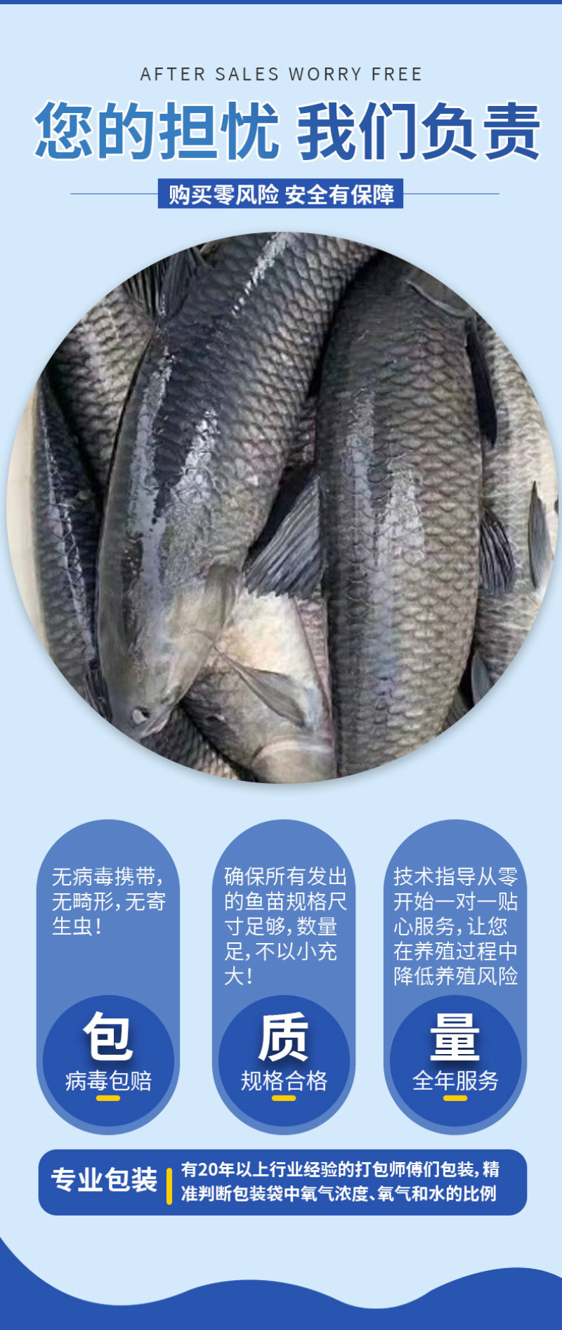 青鱼大规格产地直供提供技术指导