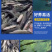 青鱼大规格产地直供提供技术指导