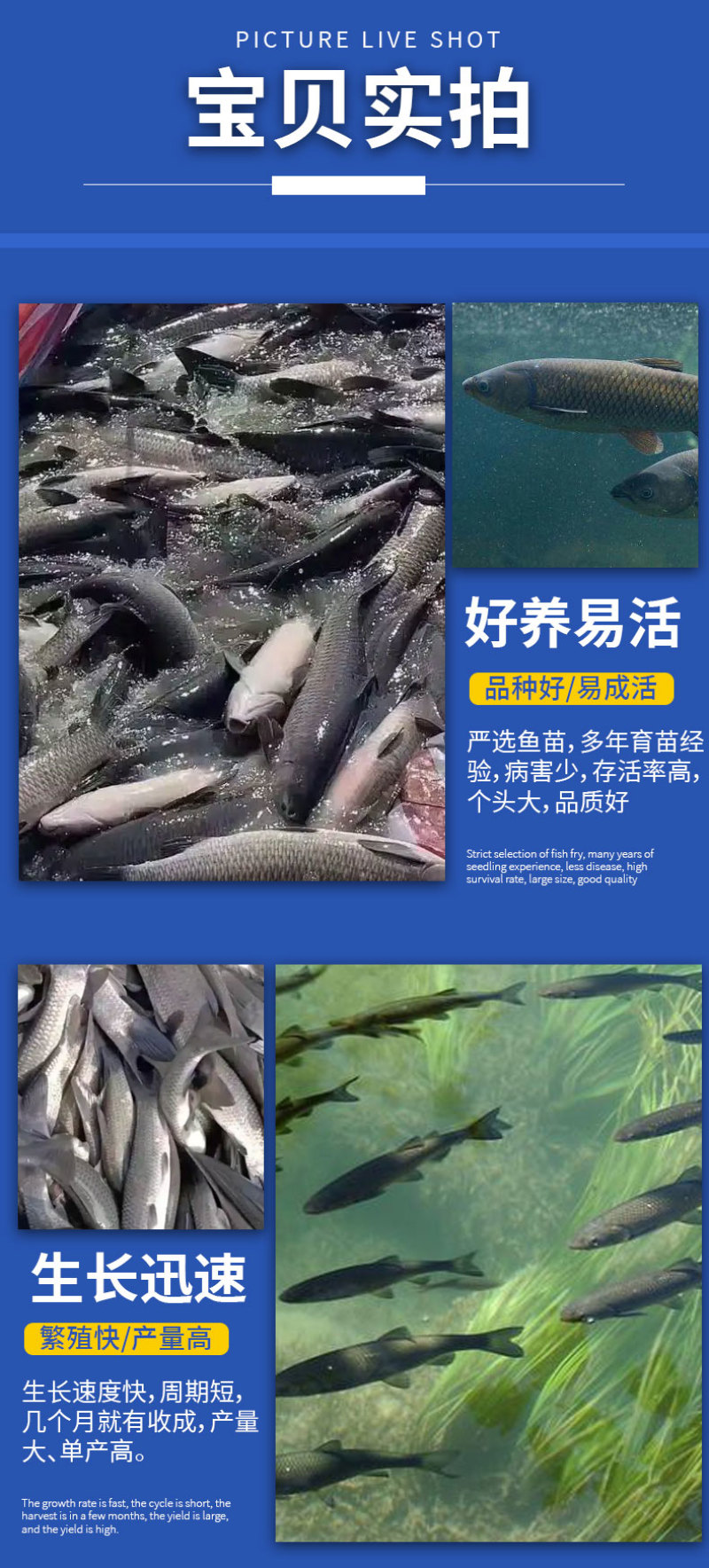 青鱼大规格产地直供提供技术指导