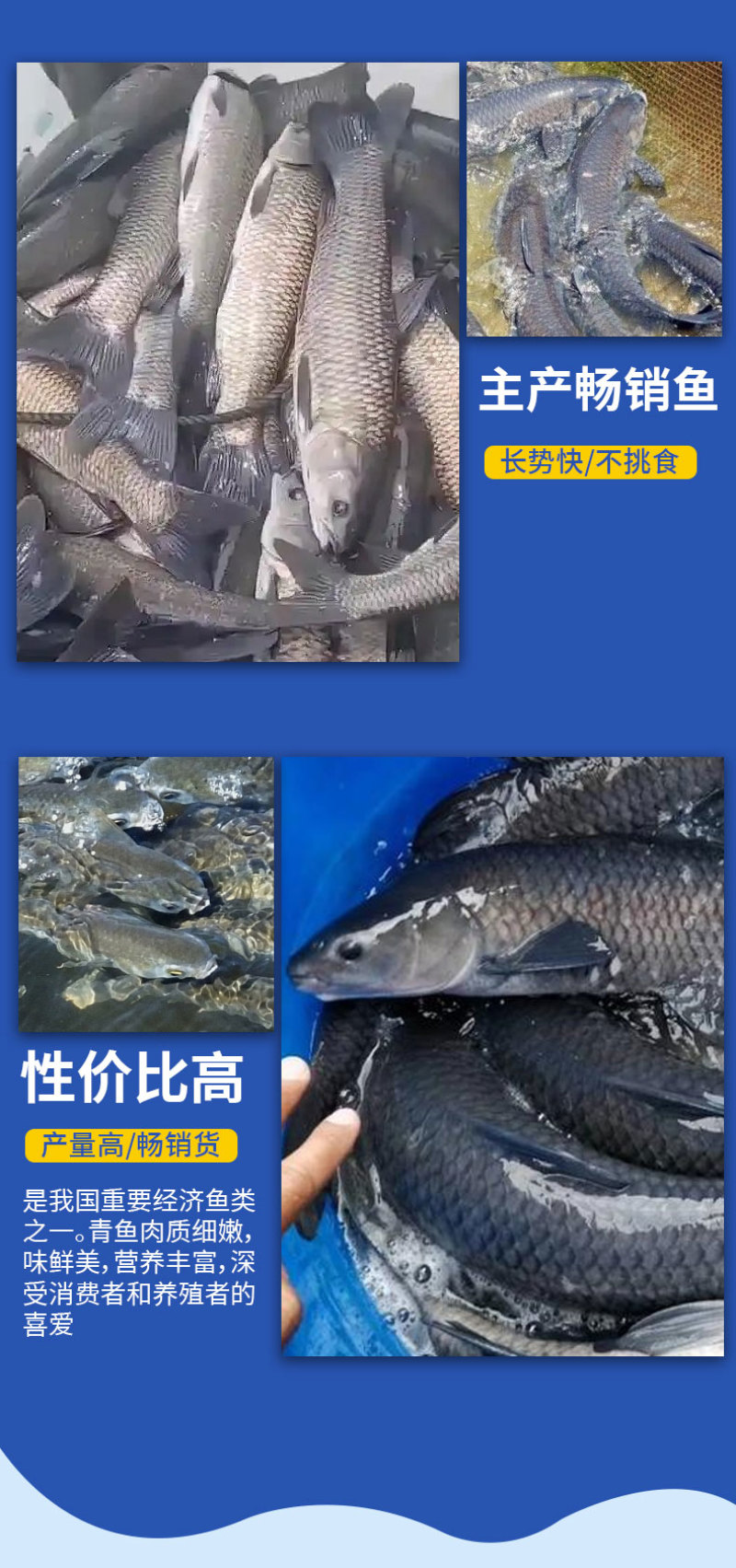 青鱼大规格产地直供提供技术指导