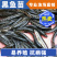 黑鱼苗湖北洪湖黑鱼苗各种规格齐全