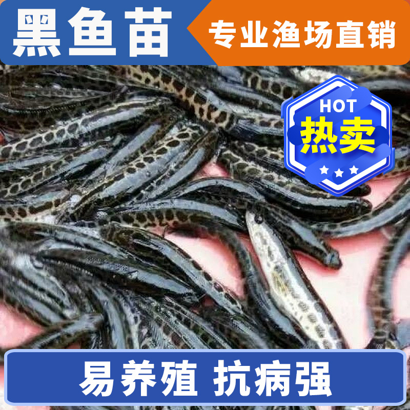 黑鱼苗湖北洪湖黑鱼苗各种规格齐全