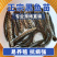 黑鱼苗湖北洪湖黑鱼苗各种规格齐全