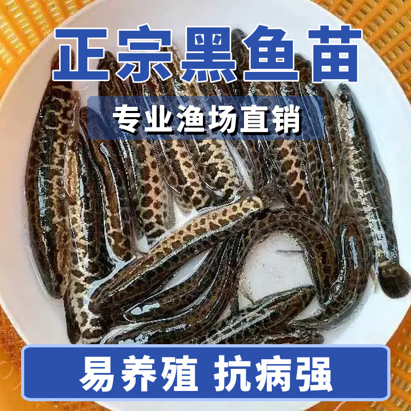 黑鱼苗湖北洪湖黑鱼苗各种规格齐全