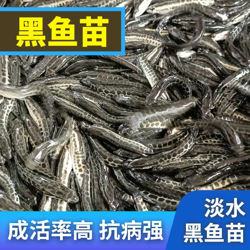 黑鱼苗湖北洪湖黑鱼苗各种规格齐全
