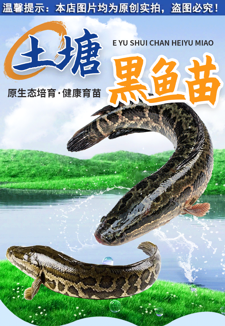 黑鱼苗湖北洪湖黑鱼苗各种规格齐全