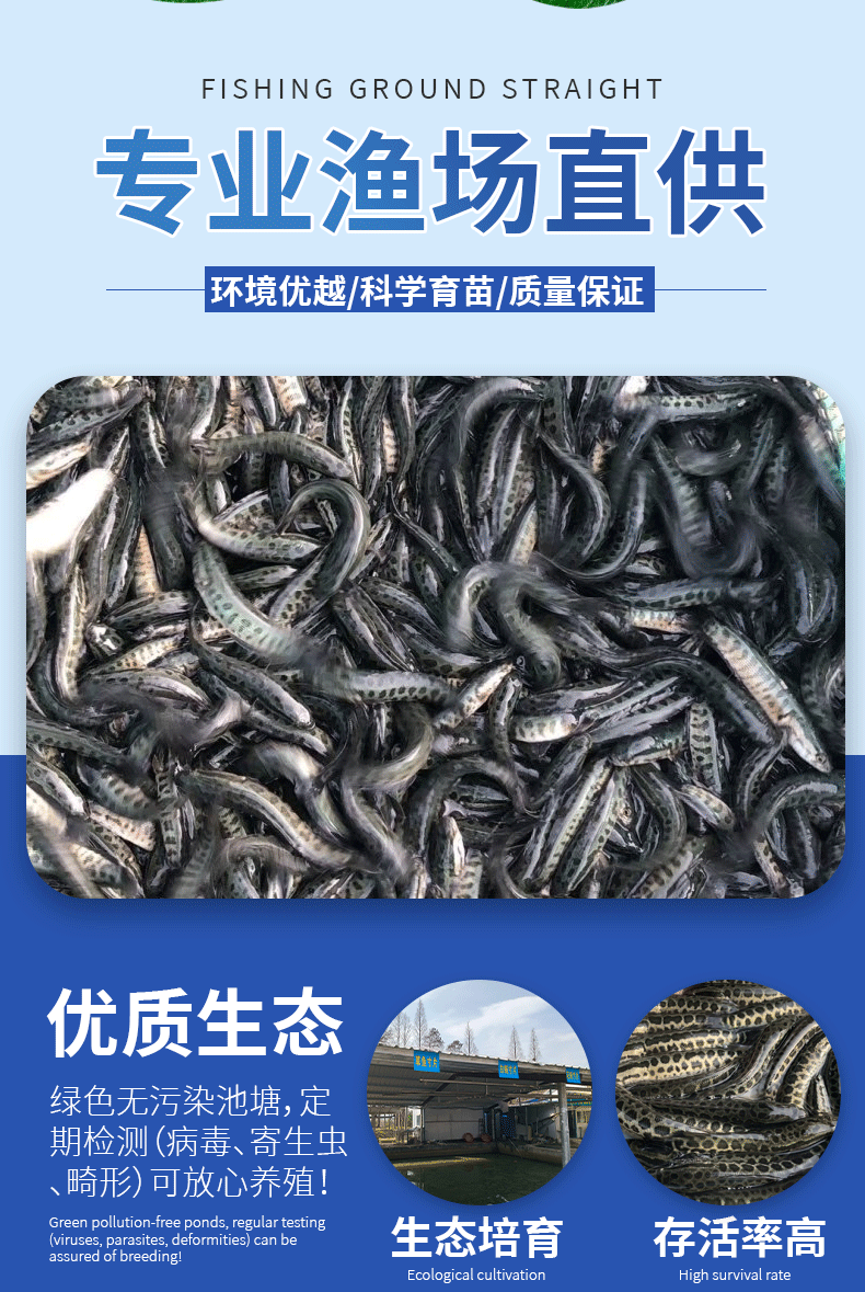 黑鱼苗湖北洪湖黑鱼苗各种规格齐全