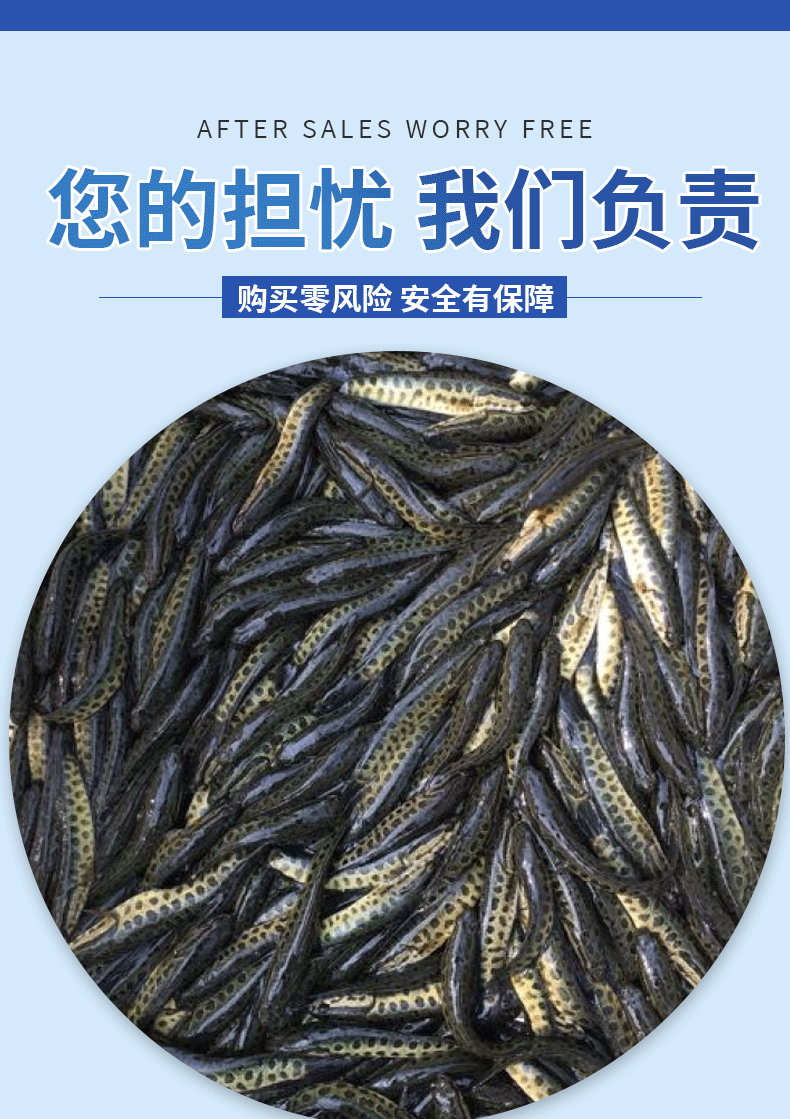 黑鱼苗湖北洪湖黑鱼苗各种规格齐全