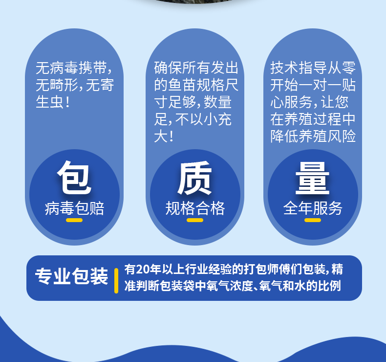 黑鱼苗湖北洪湖黑鱼苗各种规格齐全