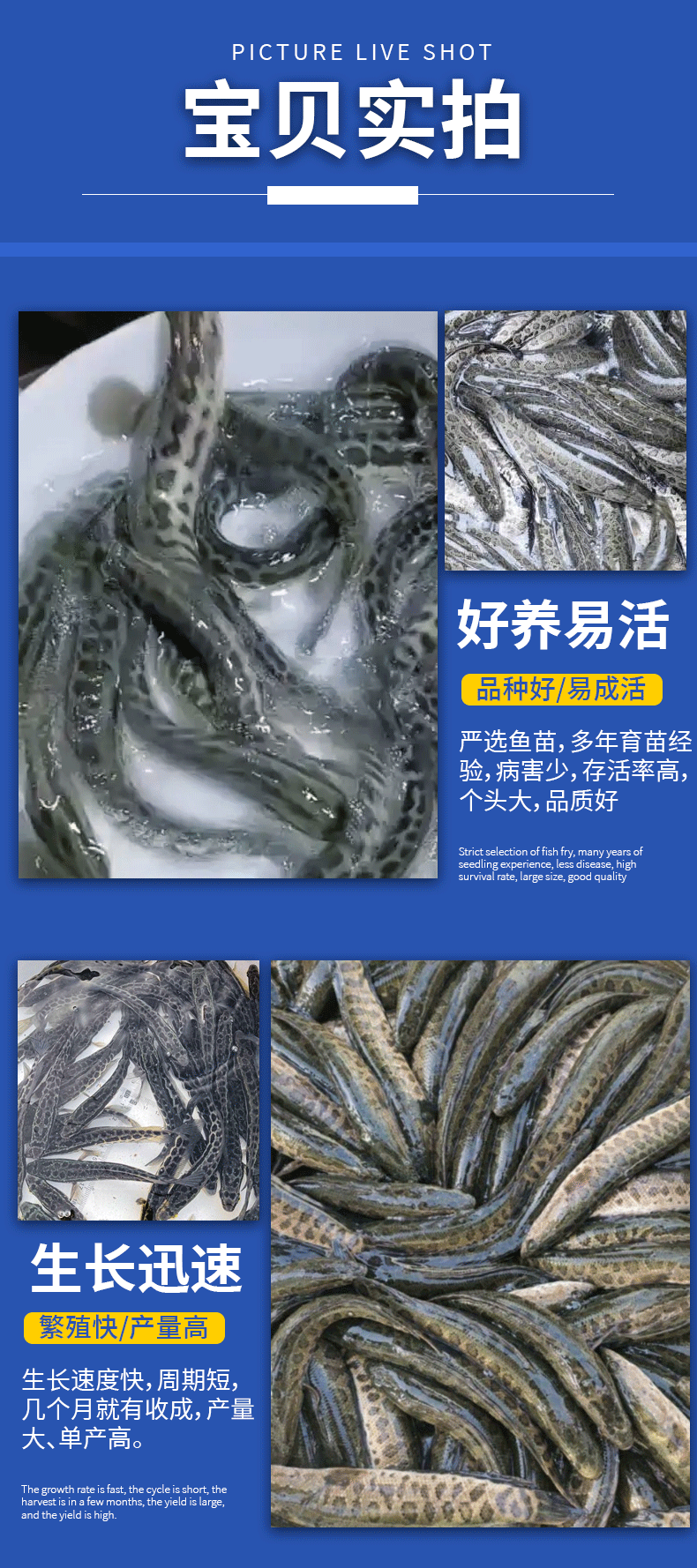 黑鱼苗湖北洪湖黑鱼苗各种规格齐全