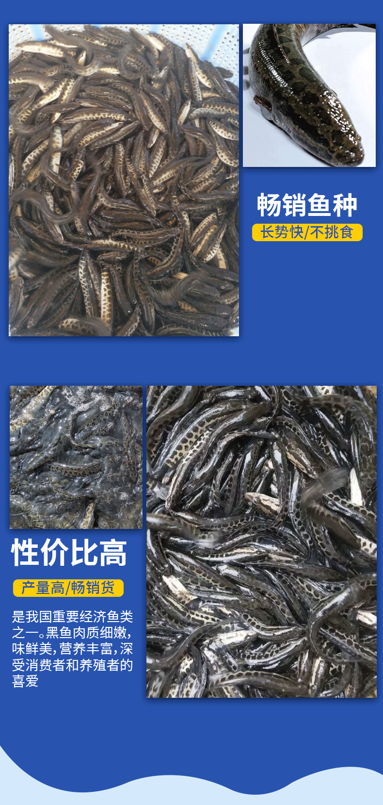 黑鱼苗湖北洪湖黑鱼苗各种规格齐全