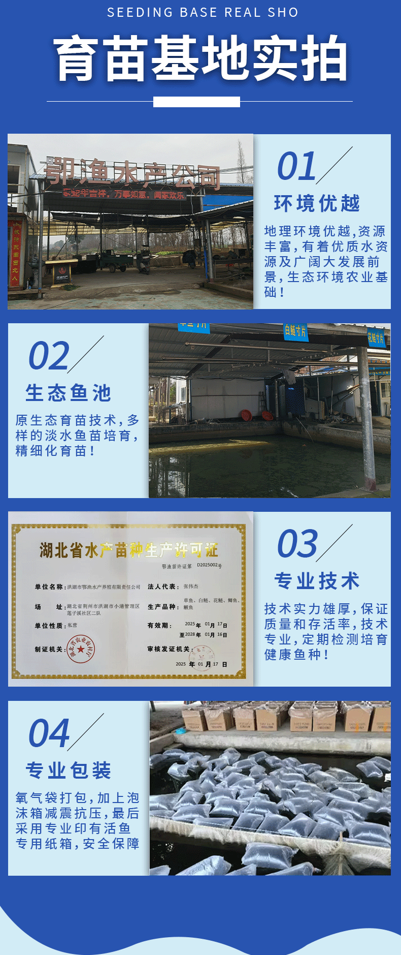 黑鱼苗湖北洪湖黑鱼苗各种规格齐全