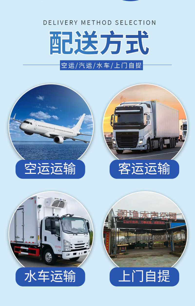 黑鱼苗湖北洪湖黑鱼苗各种规格齐全