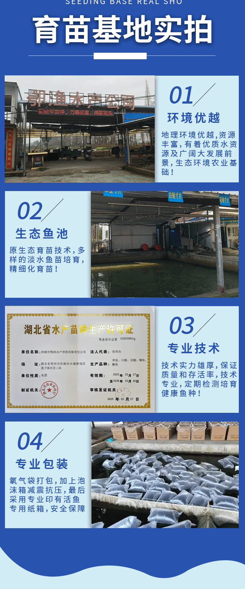 花鲢苗