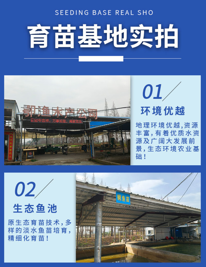 白鲢苗各种规格产地直供提供免费技术指导