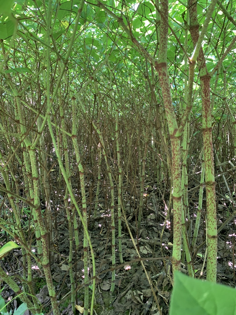 正宗露天培育驯化虎杖苗产量高包技术包成活率价格优惠