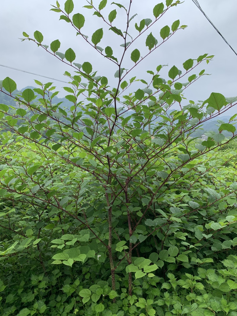 正宗露天培育驯化虎杖苗产量高包技术包成活率价格优惠
