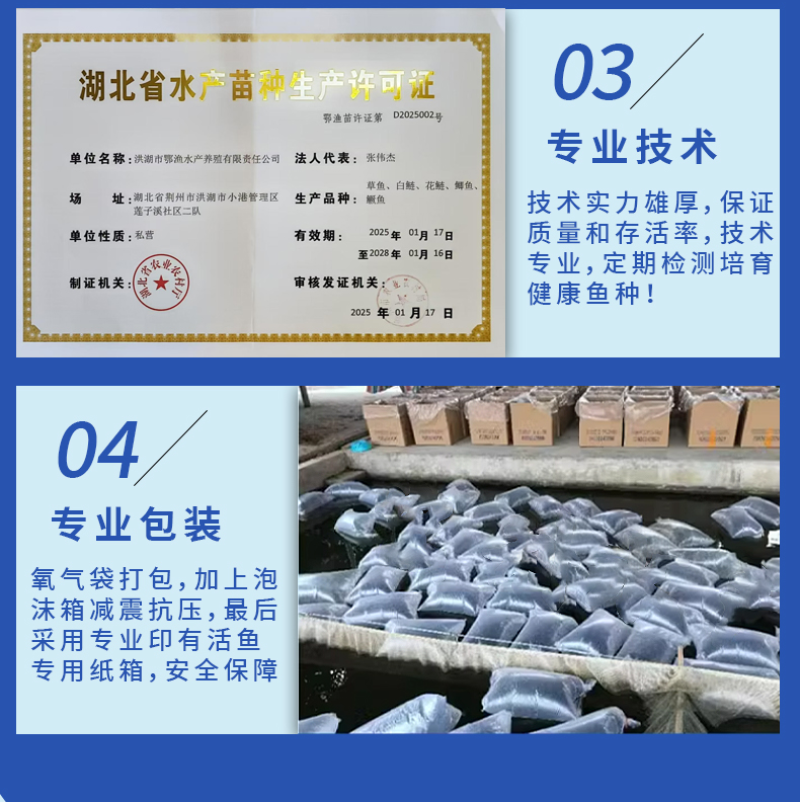 草鱼苗