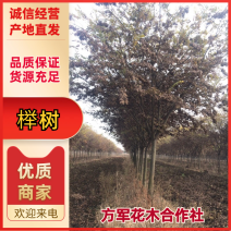 精品榉树米劲12公分上车价格480元支持视频看货
