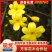 迎春花苗免费包邮规格齐全全部现挖现卖量大提供发票