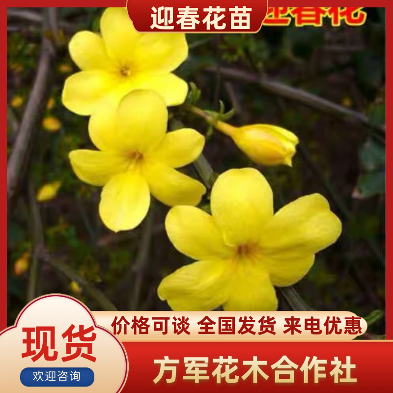 迎春花苗免费包邮规格齐全全部现挖现卖量大提供发票