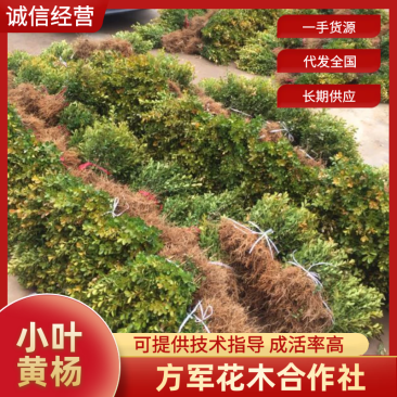 黄杨小叶黄杨独杆黄杨树瓜子黄杨提供造型样品