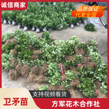 卫矛苗卫矛小苗免费包邮卫矛树苗确保苗木新鲜到你家