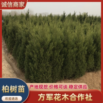 柏树柏树苗全部现挖现卖基地直销提供发票