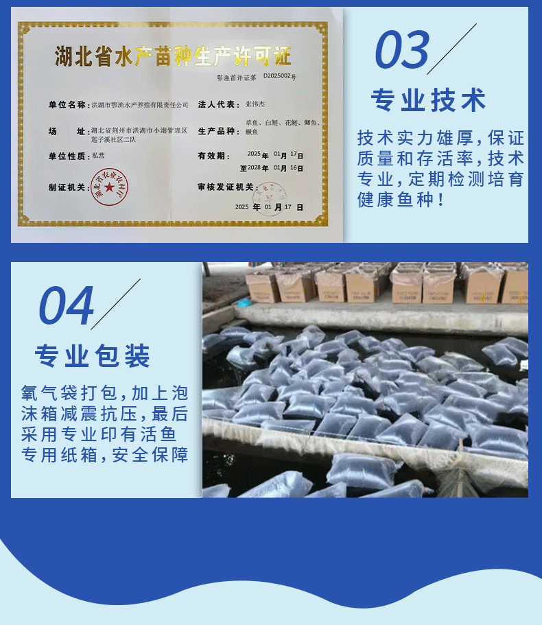 湖北洪湖鲫鱼水花鱼苗产地直供提供技术支持