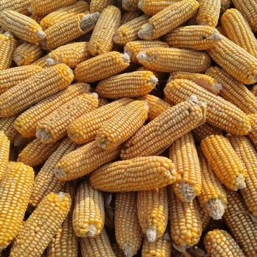 【诚信卖家】食品厂玉米无霉变适合饲料厂养殖厂专用