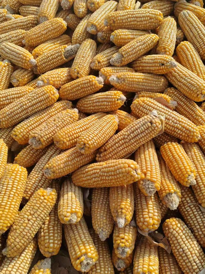【诚信卖家】食品厂玉米无霉变适合饲料厂养殖厂专用
