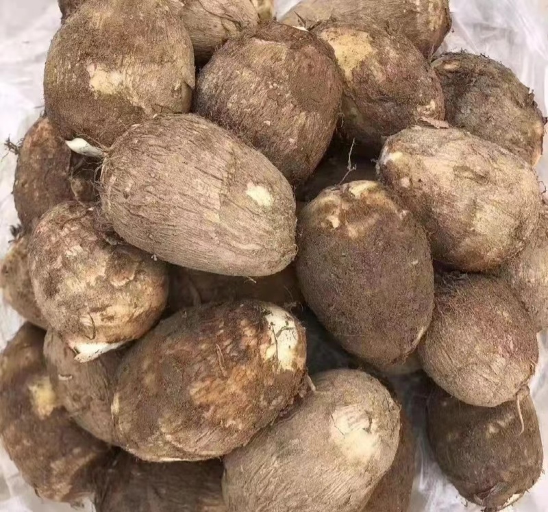山东毛芋头现挖现发一手货源欢迎客商洽谈业务