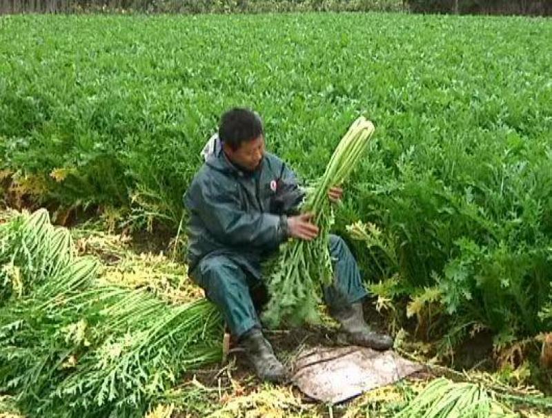 【雪里红】湖北基地直发质量保证一手货源全国发货量大优惠