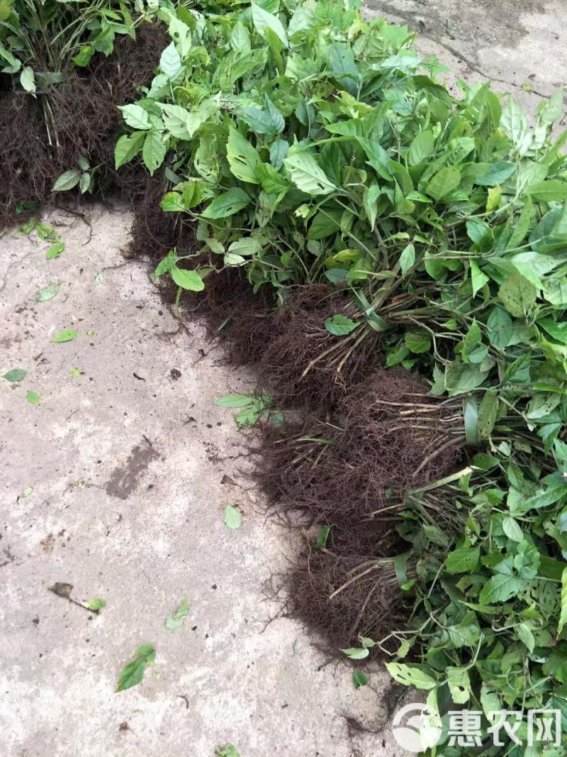 三叶青苗中药材苗育苗基地直发价格实惠可视频看货