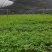 三叶青苗中药材苗育苗基地直发价格实惠可视频看货