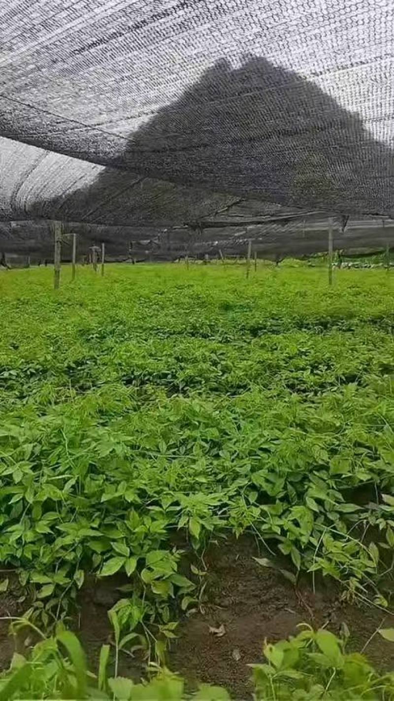 三叶青苗中药材苗育苗基地直发价格实惠可视频看货