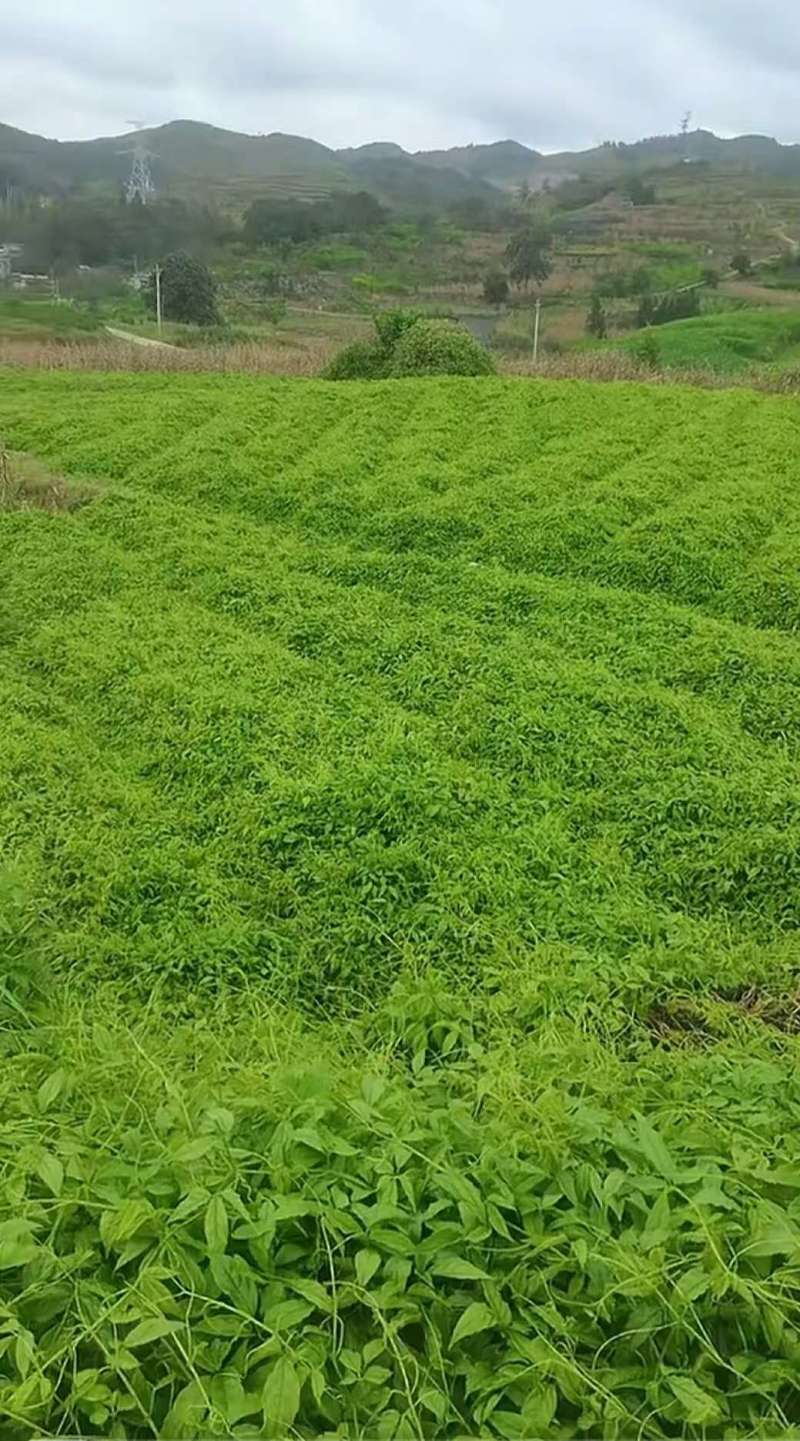 三叶青苗中药材苗育苗基地直发价格实惠可视频看货