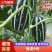 博洋九号甜瓜,山东聊城莘县产地直采,对接商超团购批发市场