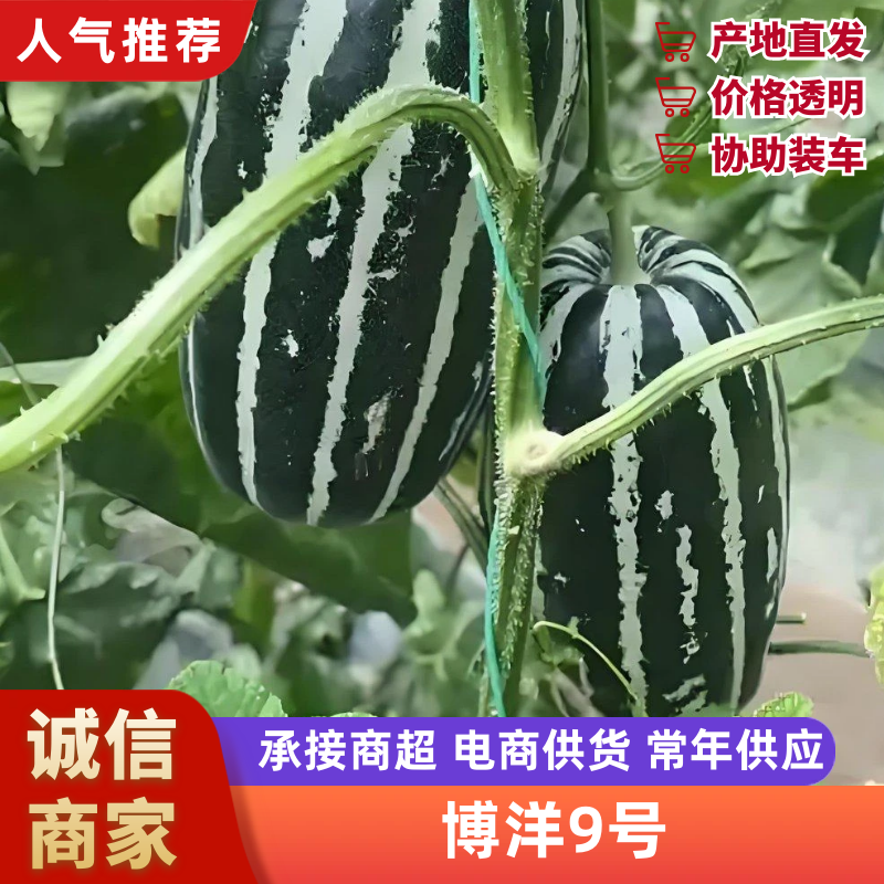 博洋九号甜瓜，山东聊城莘县产地直采，对接商超团购批发市场