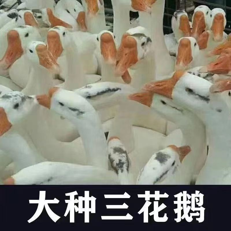 大三花鹅苗纯种大三花鹅苗防疫齐全成活率高一手货源全国发货