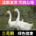 大三花鹅苗纯种大三花鹅苗防疫齐全成活率高一手货源全国发货
